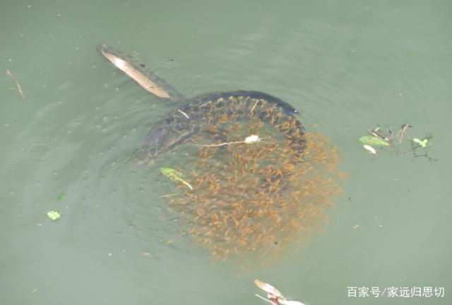 夏季黑鱼其实很好钓，注意好这几点，大黑鱼一钓一个准