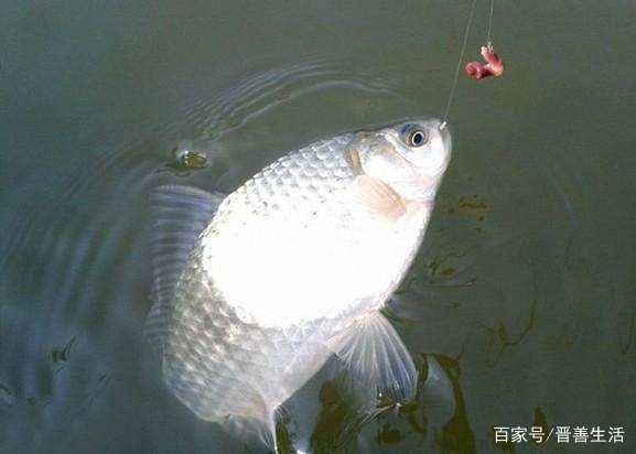 野钓傻傻分不清鱼泡？鲫鲤草青鱼泡各不相同，看懂的从此告别空军