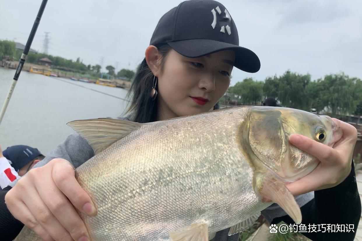 钓鲢鳙什么鱼饵最好？考核鲢鳙鱼饵的3个指标