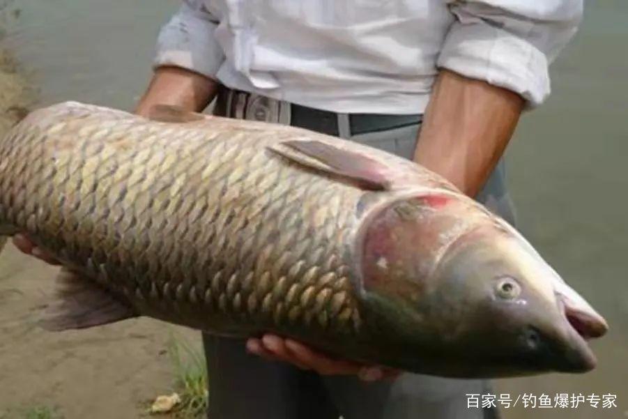 钓草鱼怎么钓？钓草鱼用什么鱼饵最好？