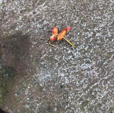 钓法在民间：钓鱼只需一包秘制谷子，鲤鱼、草鱼抢着吃