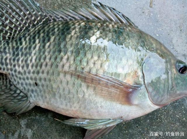 怎样野钓大罗非鱼？撑握垂钓技巧与钓位选择技巧，渔获肯定不会少