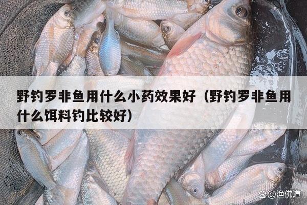 野钓罗非鱼用什么小药效果好（野钓罗非鱼用什么饵料钓比较好）