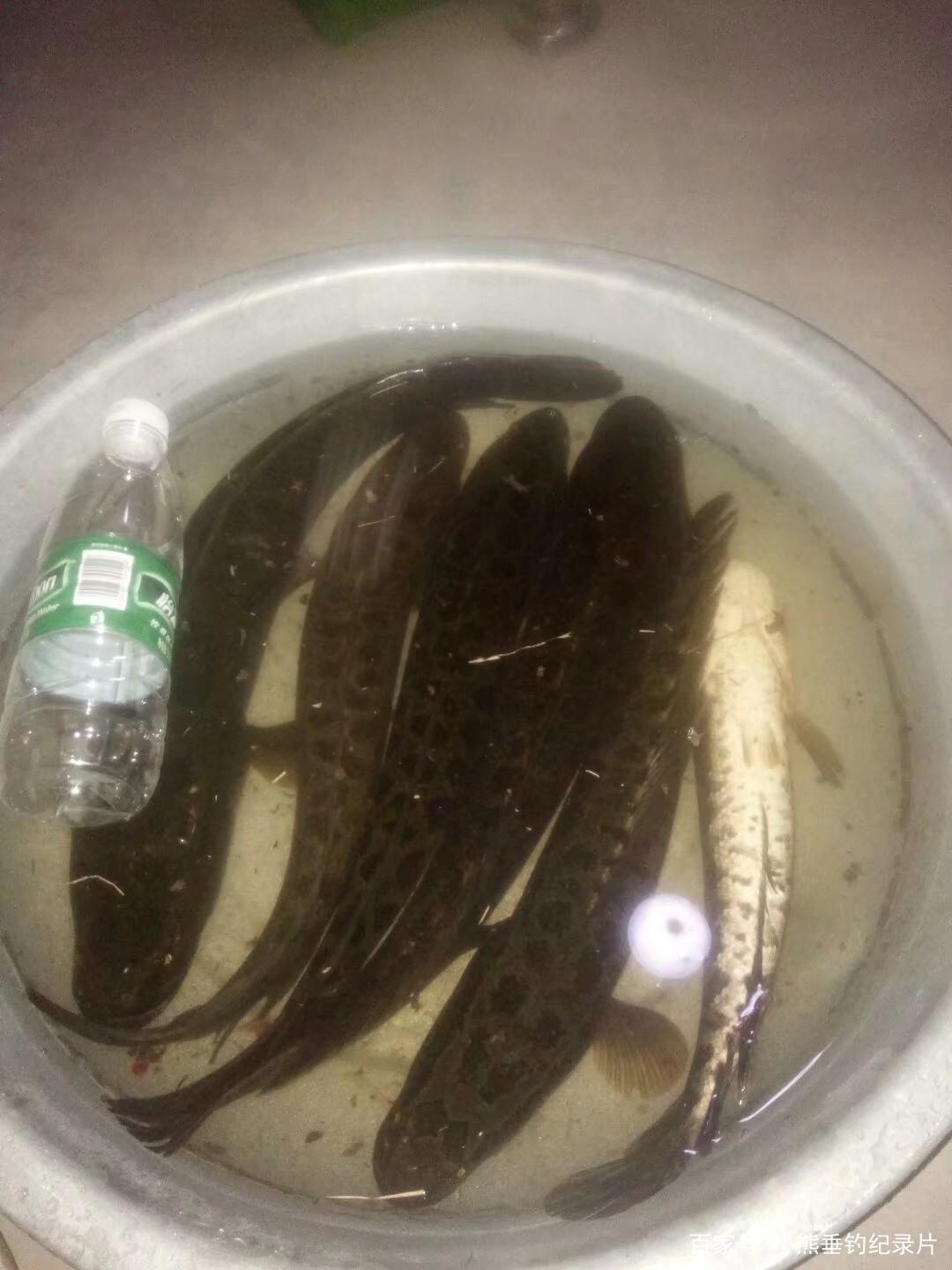 黑鱼又叫酸菜鱼，你爱吃吗？我又不教你做菜，我教你钓黑鱼！