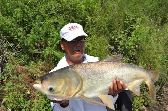 夏季钓鲢鳙并非易事，掌握这点要领，能够提高30%中鱼率