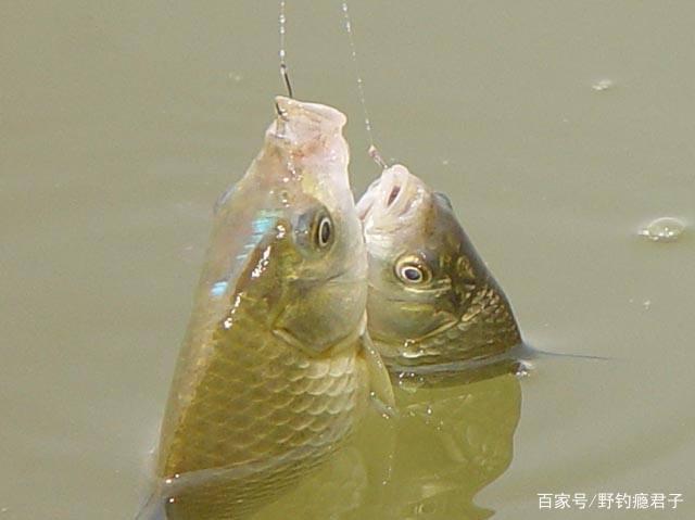 野钓鲫鱼技巧
