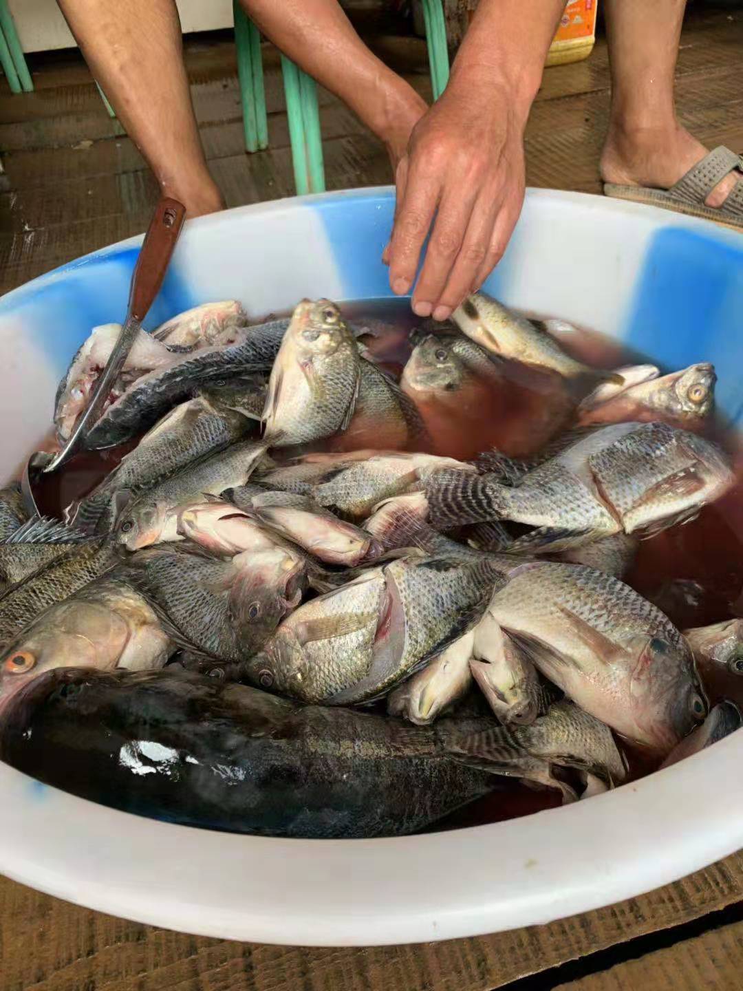 除害行动：野钓罗非正当时，个头大数量多饵料简单