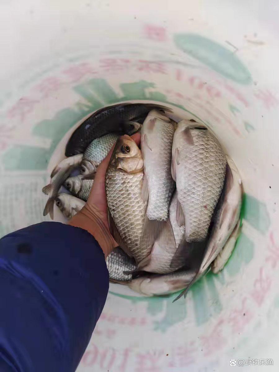 软尾矶竿作钓鲫鱼时的技巧与方法