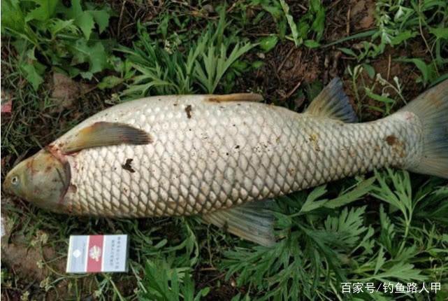 钓草鱼还要到处拜师？用心记牢这几招，小白也能弯弓上大草