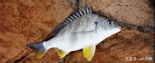 看看海钓风向和风速对矶钓的影响