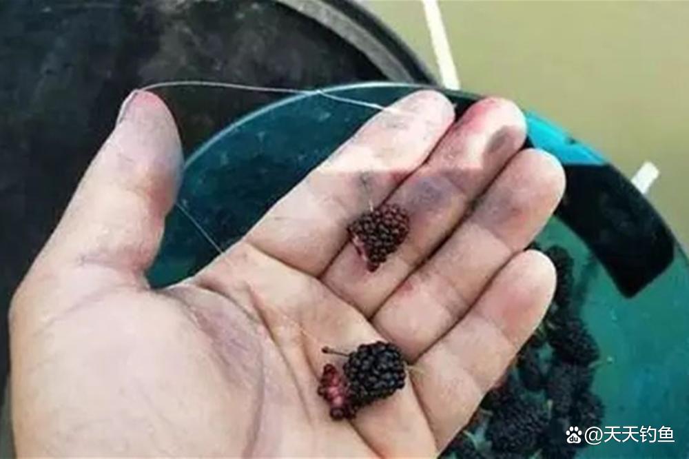 浮钓草鱼，挂饵的方法很关键，否则提竿全是“空枪”