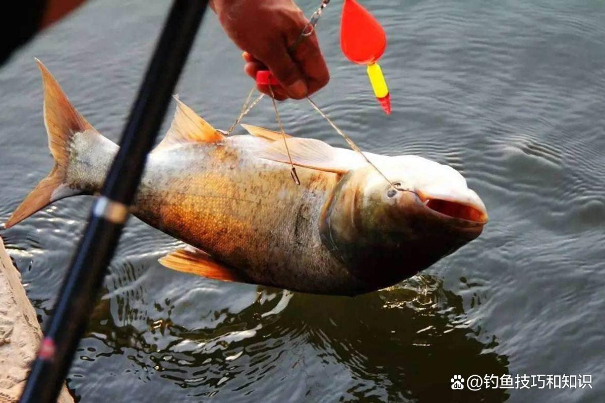 使用海竿钓鲢鳙的3种鱼饵，只要味型配对了，都能钓到大鲢鳙