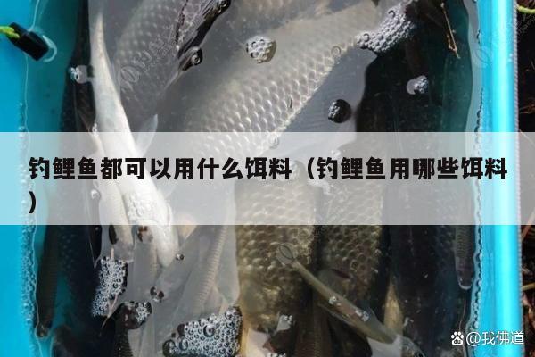 钓鲤鱼都可以用什么饵料（钓鲤鱼用哪些饵料）