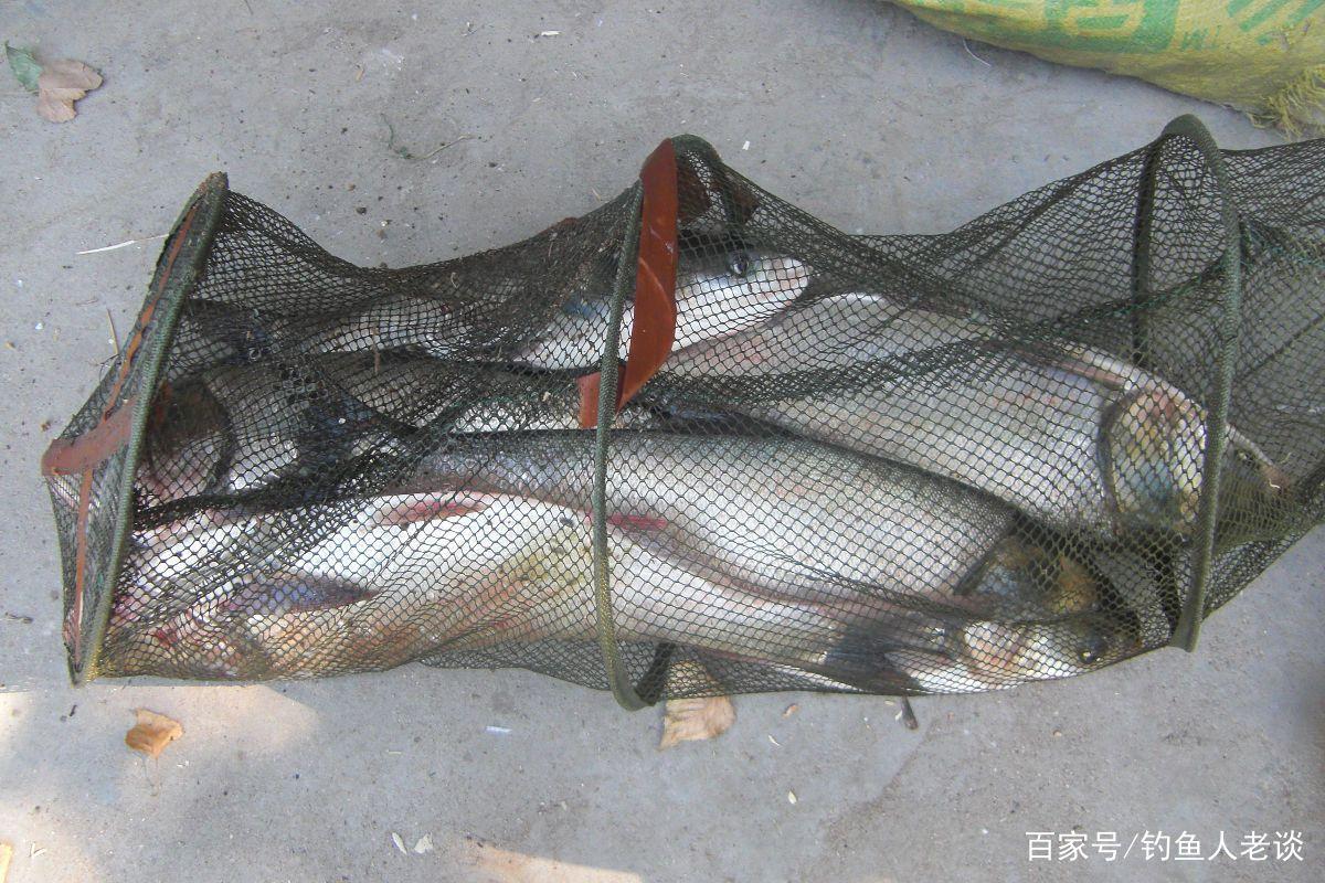 要想钓好鲢鳙，如果不注意这4个细节，再牛的饵料也钓不到鱼