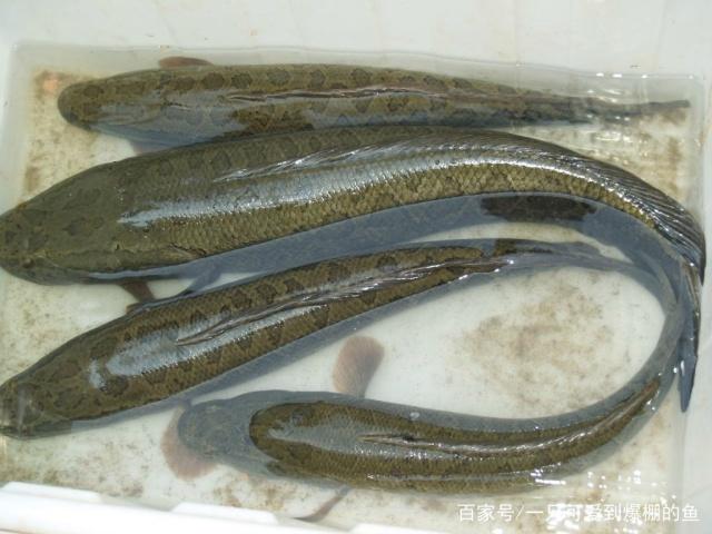 夏季垂钓黑鱼应该这样做，这也太实用了吧，赶快收藏起来！