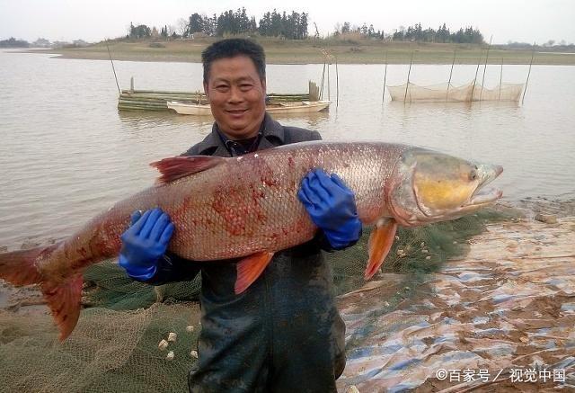钓鳡鱼选钓位‘淡水之王’路亚钓技巧方法分享，非常实用