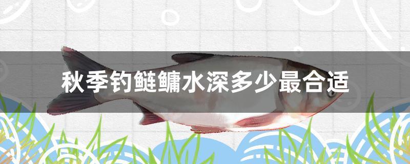 秋季钓鲢鳙水深多少最合适