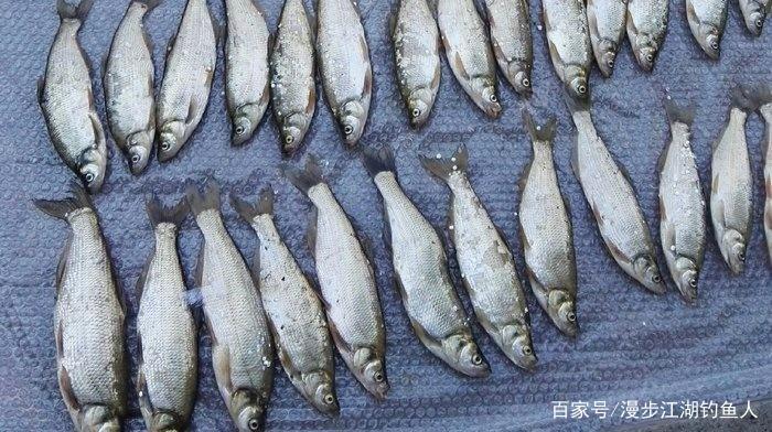 春季路亚钓青稍注意这几点，让你钓到手软！