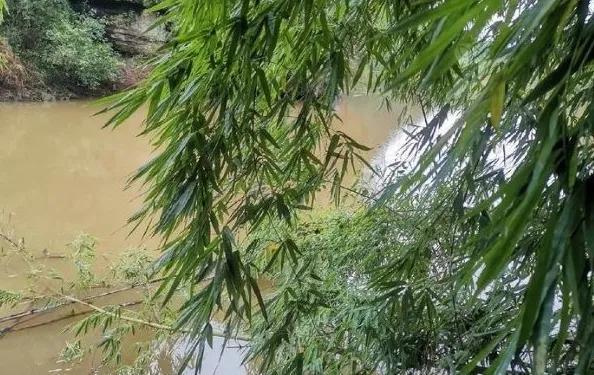晚春钓鲤鱼，遵循这4大“规律”，屡试不爽，大鲤鱼上不停