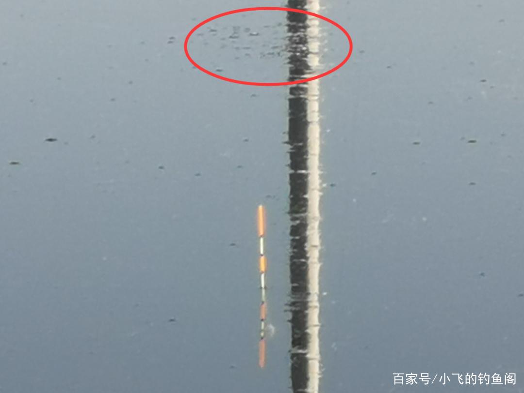 窝子里突然来了黑鱼怎么办？用这种钓法百试百灵，一击即中！