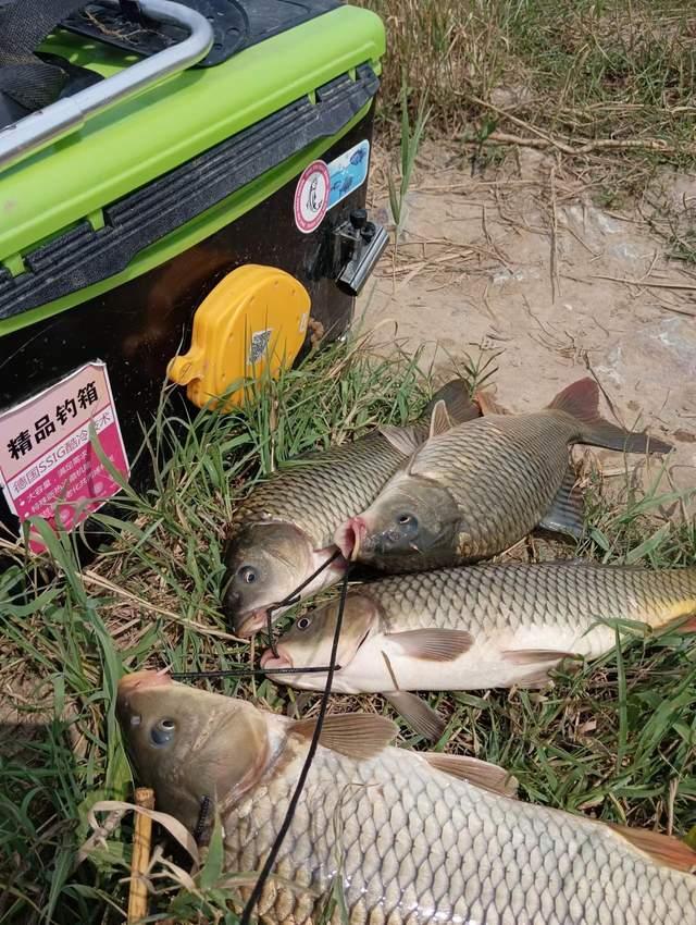 仲春野钓鲤鱼攻略，藏身之地暴露，个体都不小