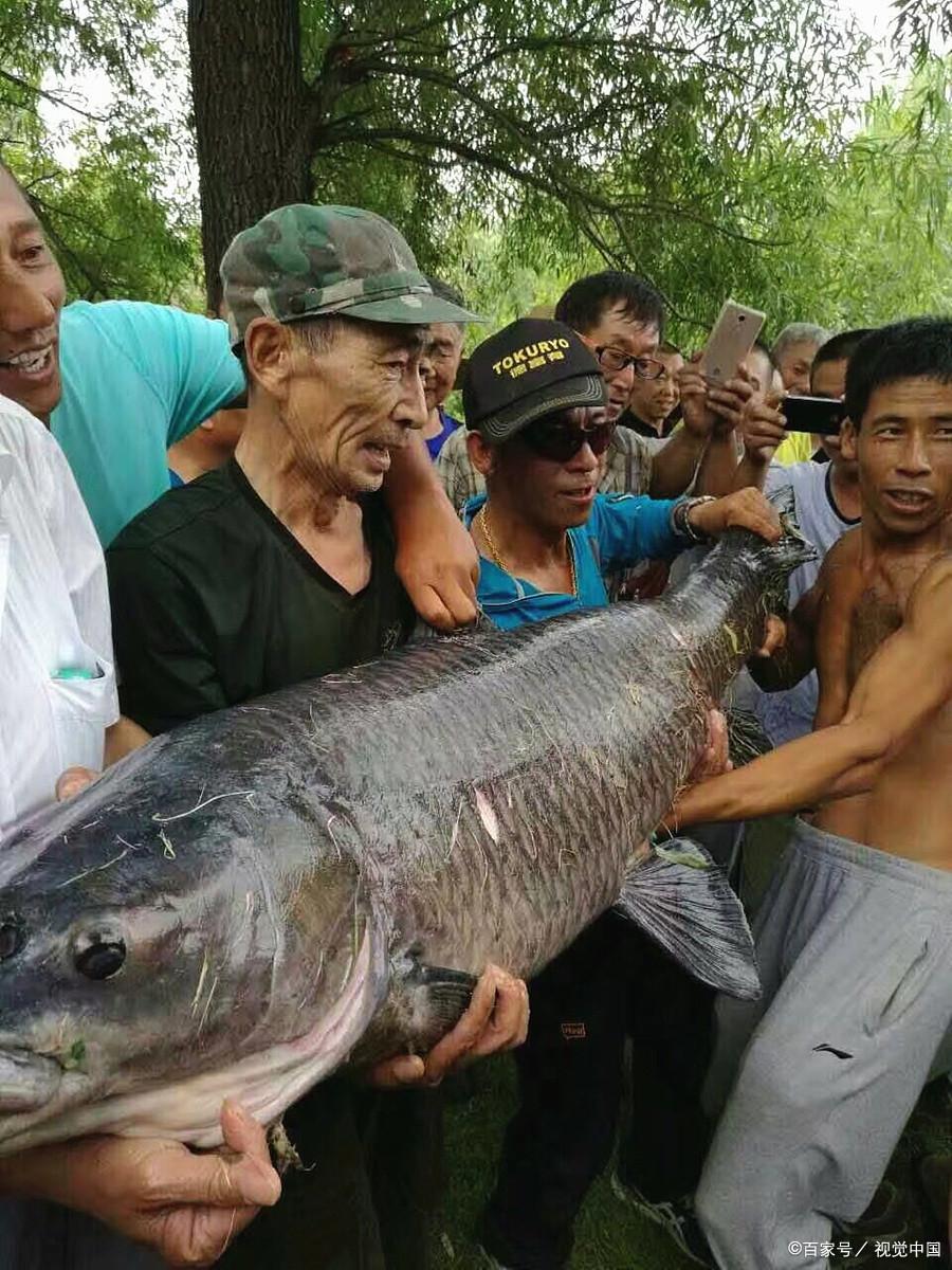 针对不同鱼类的打窝秘笈；诱的来、留的住，不怕大鱼不上钩