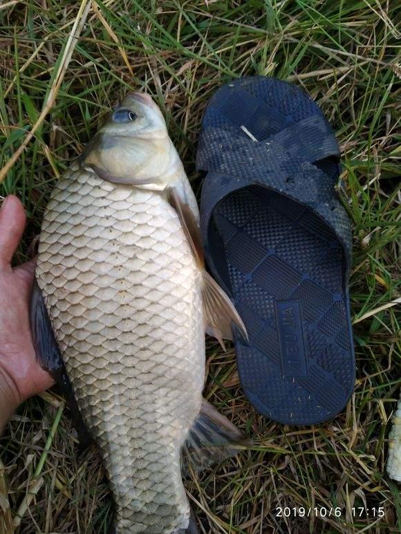 夏季野钓大鲫鱼攻略，大小水域都能钓，钓位深度要找好