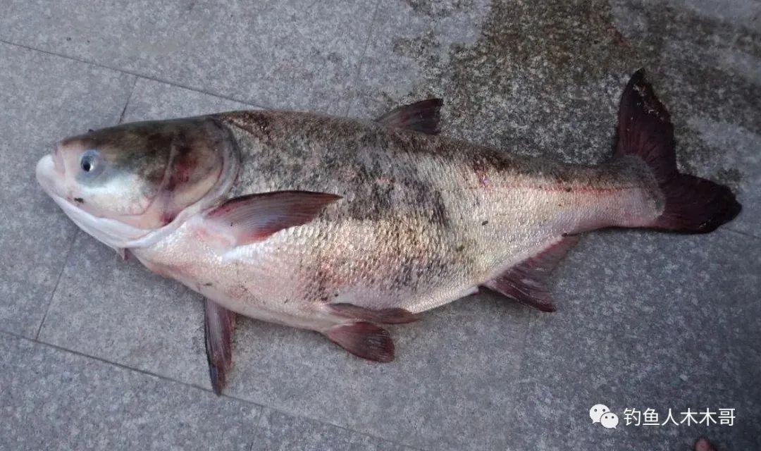 鲢鳙鱼吃饵的6个漂相，不论钓底还是钓浮，都应及时提竿