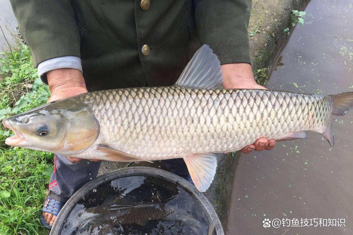 钓草鱼的4个秘诀，选饵、诱鱼、促食和留鱼，四招必杀技