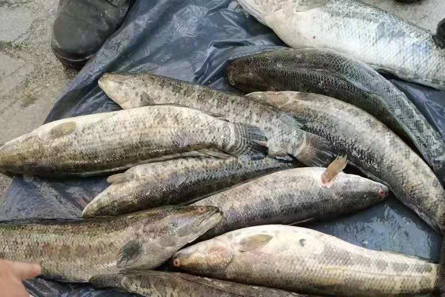 一时忘了告诉你，对付黑鱼我只需用这钓法，操作简单，遛鱼特过瘾