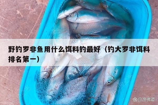 野钓罗非鱼用什么饵料钓最好（钓大罗非饵料排名第一）
