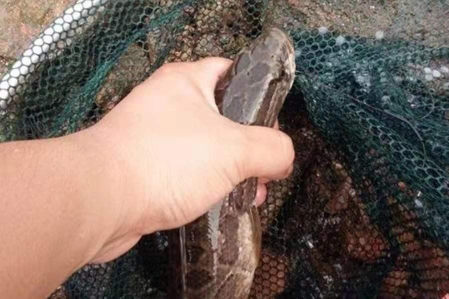 黑鱼再“狡猾”，一见这钓法也得认怂！莫透露，现在试用刚刚好