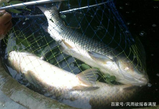 我们垂钓大青鱼的时候，一定要掌握好这些技巧，才能防止跑鱼