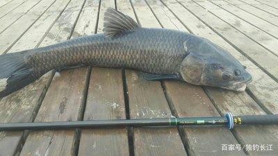 夏季钓青鱼掌握五个技巧，让你也能鱼护满满！