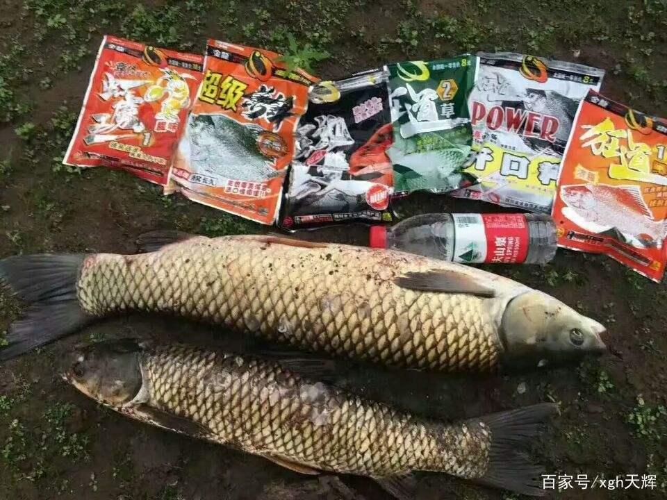 如何在各种钓场-钓草鱼