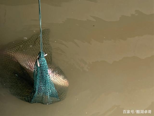 手竿钓鲢鳙，如何才可以提高正口率，这个方法很容易掌握