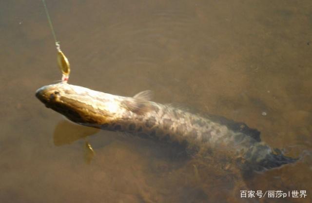 夏季黑鱼很好钓，只要掌握这几点，大黑鱼一钓一个准！