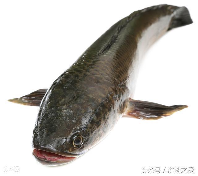 黑鱼的3种钓法，让您轻松钓黑鱼