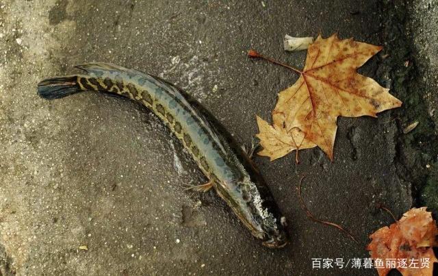 野外如何垂钓黑鱼？掌握这些技巧后，渔获会相对容易很多