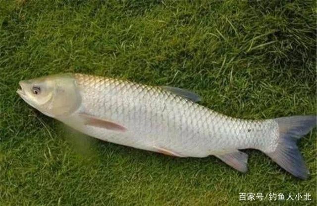 鲫鱼、鲤鱼、青鱼等鱼类饵料的配制与调理，钓鱼人必看！