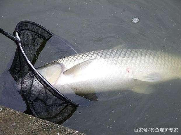 钓草鱼的方法和技巧（高手推荐）