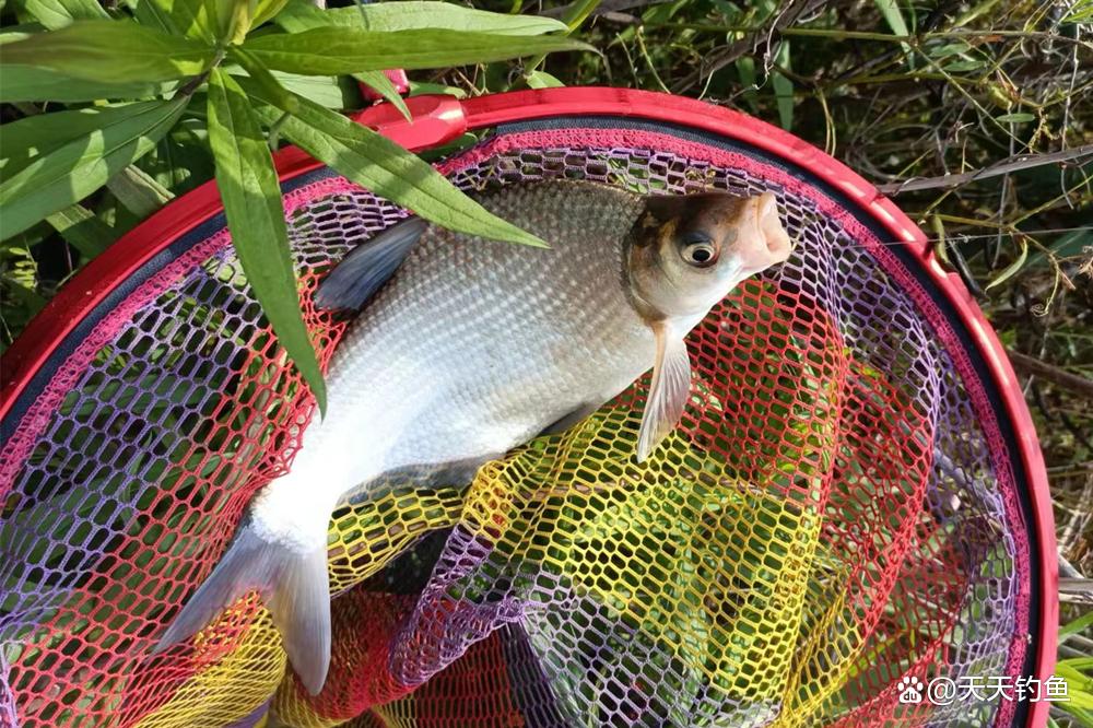 野钓鳊鱼，用这种“非常规”钓法，上鱼快人一步，妥妥的爆护