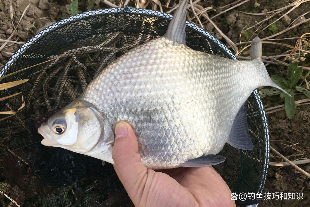 仲秋的鳊鱼最活跃，仲秋时钓鳊鱼的4个要点，正确钓法和饵料配方