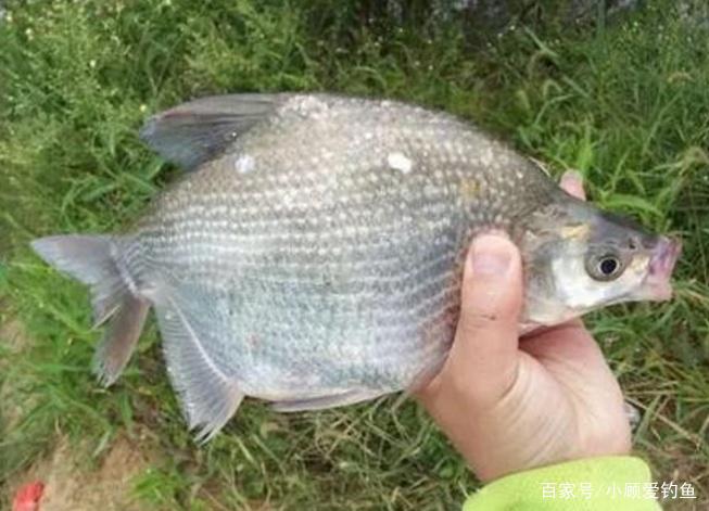怎样垂钓鳊鱼？听听小编的介绍，绝对都是一些很实用的知识！