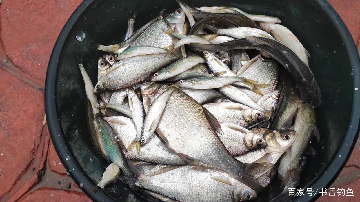 野钓鳊鱼时诱鱼方式，钓法选用，饵料搭配这三要素的作用以及应用