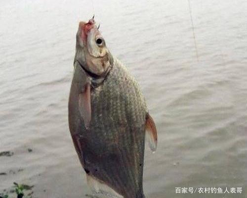 鳊鱼在水库很常见，秋季野钓做好这四点，水库很容易钓获鳊鱼
