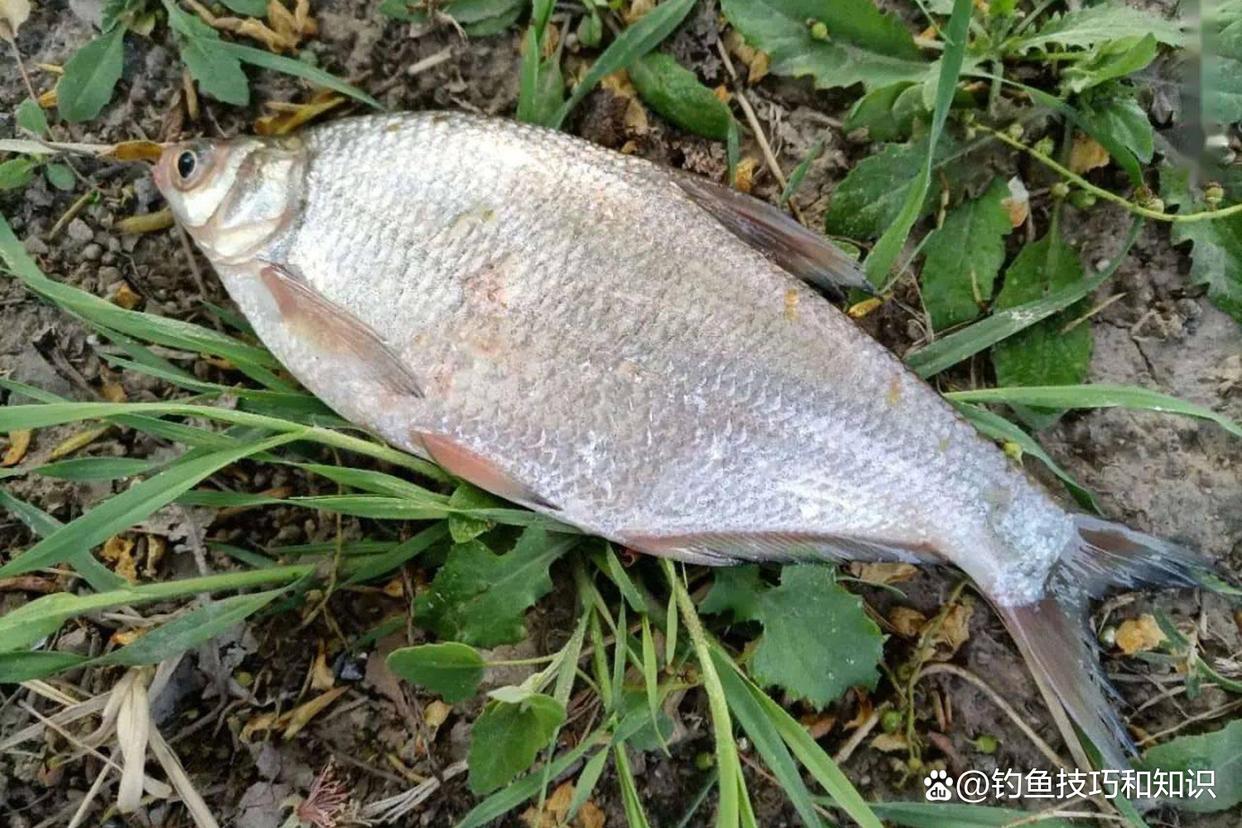 初秋钓鳊鱼的饵料配方，鳊鱼连续地咬钩，一钓一个准