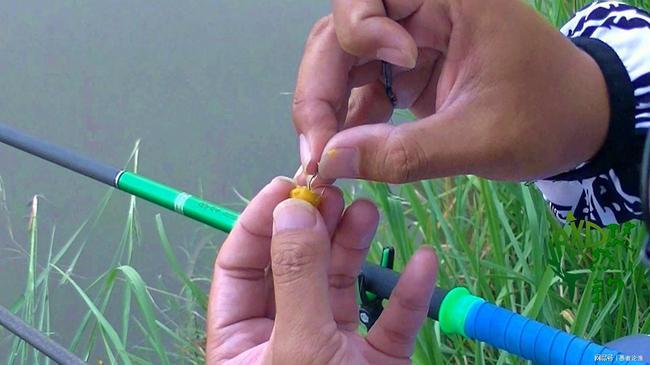 钓鳊鱼用什么饵料最好？（爆护配方）