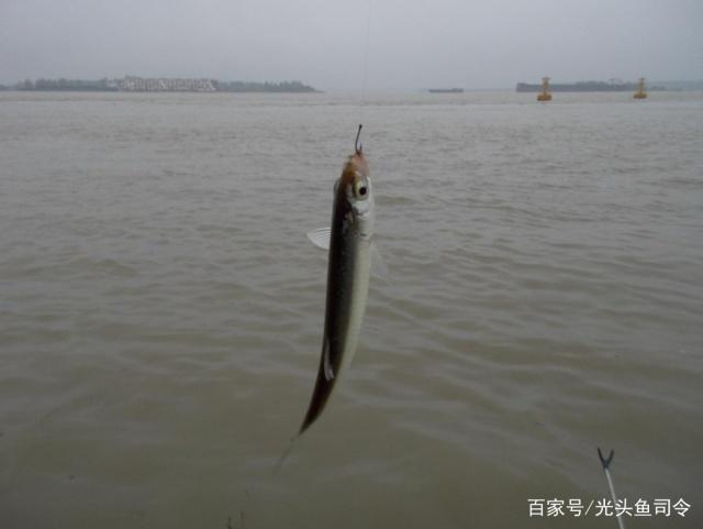 钓友们鲫鱼、白条、鳊鱼、翘嘴生活习性你们了解吗？(下)