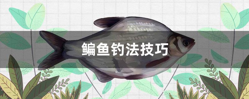 鳊鱼钓法技巧。。